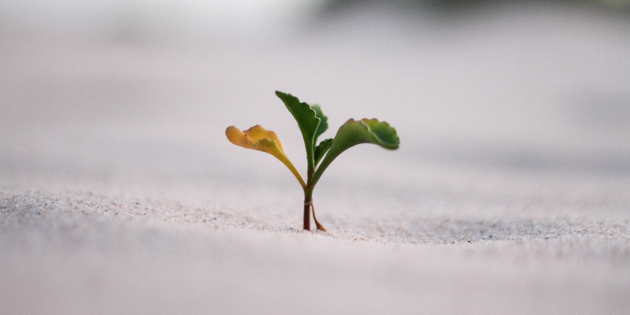 Growth